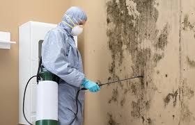 Why You Should Choose Our Mold Remediation Services in Mayville, WI